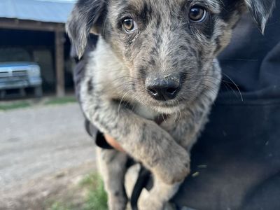 Boarder Collie Aussie Pups