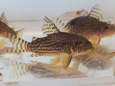 Sterbai Corydora Catfish