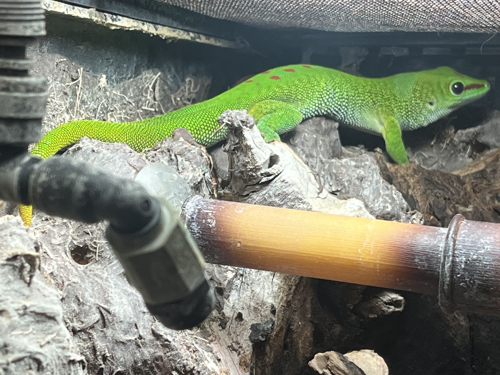 SALE Female Giant Day Gecko