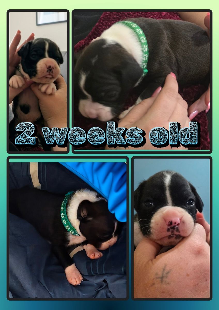 Boxer Puppies for Sale