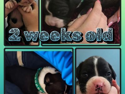 Boxer Puppies for Sale