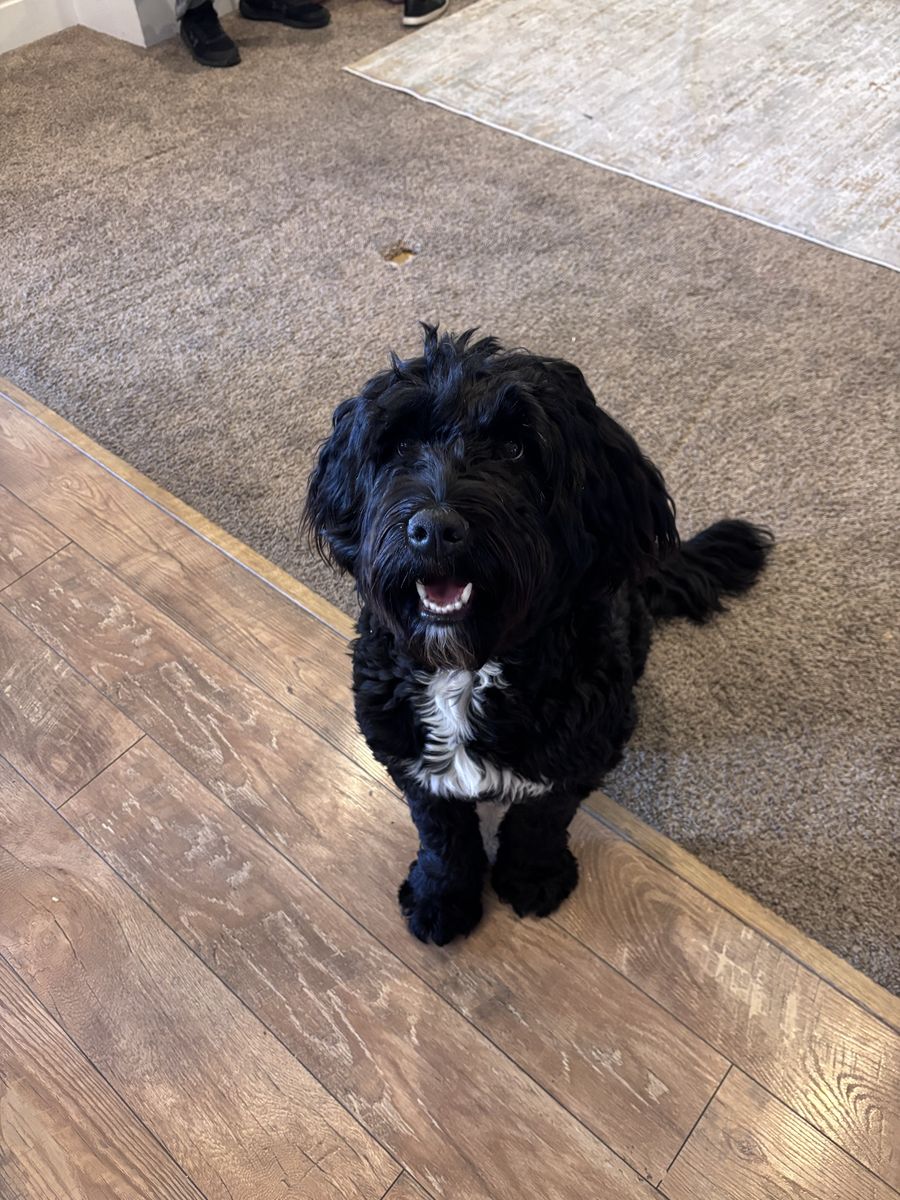 1 year old Female Bernedoodle
