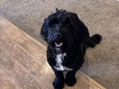 1 year old Female Bernedoodle