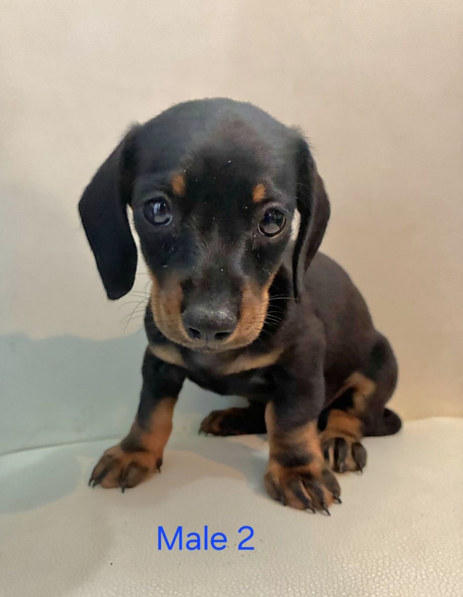Purebred Mini Dachshund 