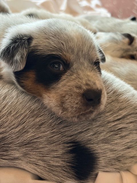 Australian Cattle Dog (Heeler) Puppies