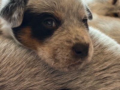 Australian Cattle Dog (Heeler) Puppies