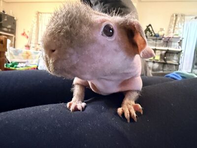 Skinny Pigs (Hairless Guinea Pigs) - Ginny & Bitsy (SuperGUINEAS!) - With Full Setup