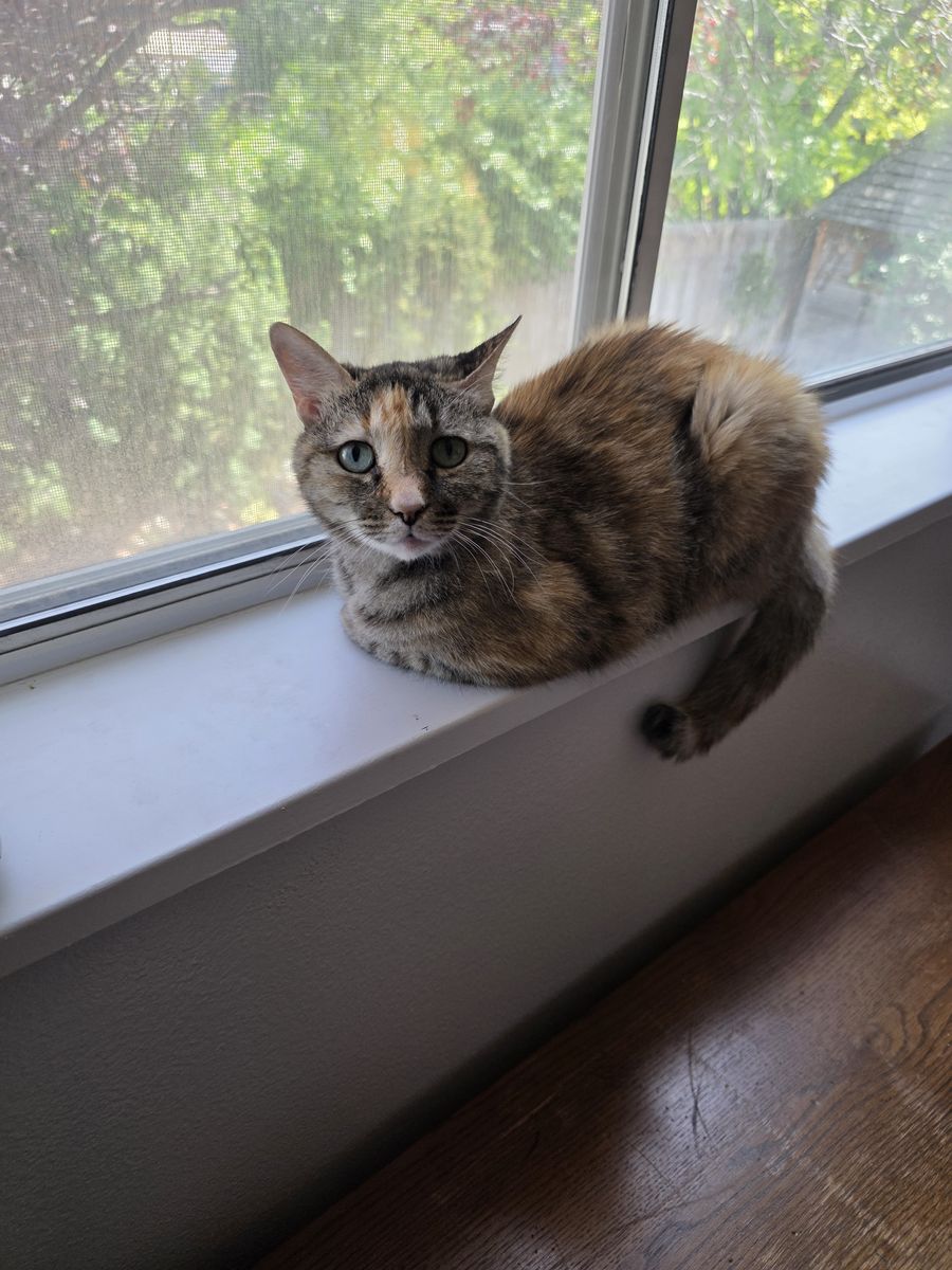 She needs a good home