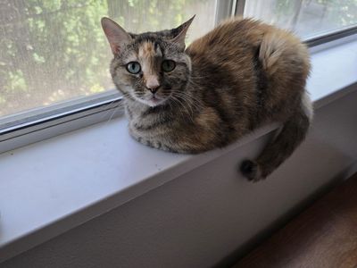She needs a good home
