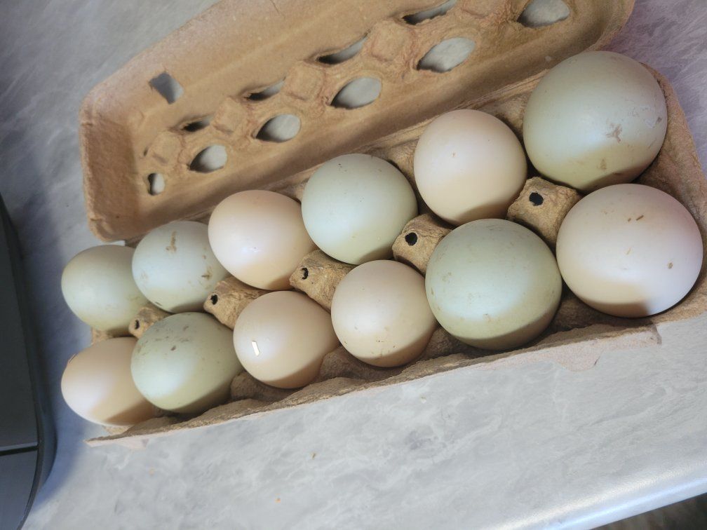 farm fresh duck eggs