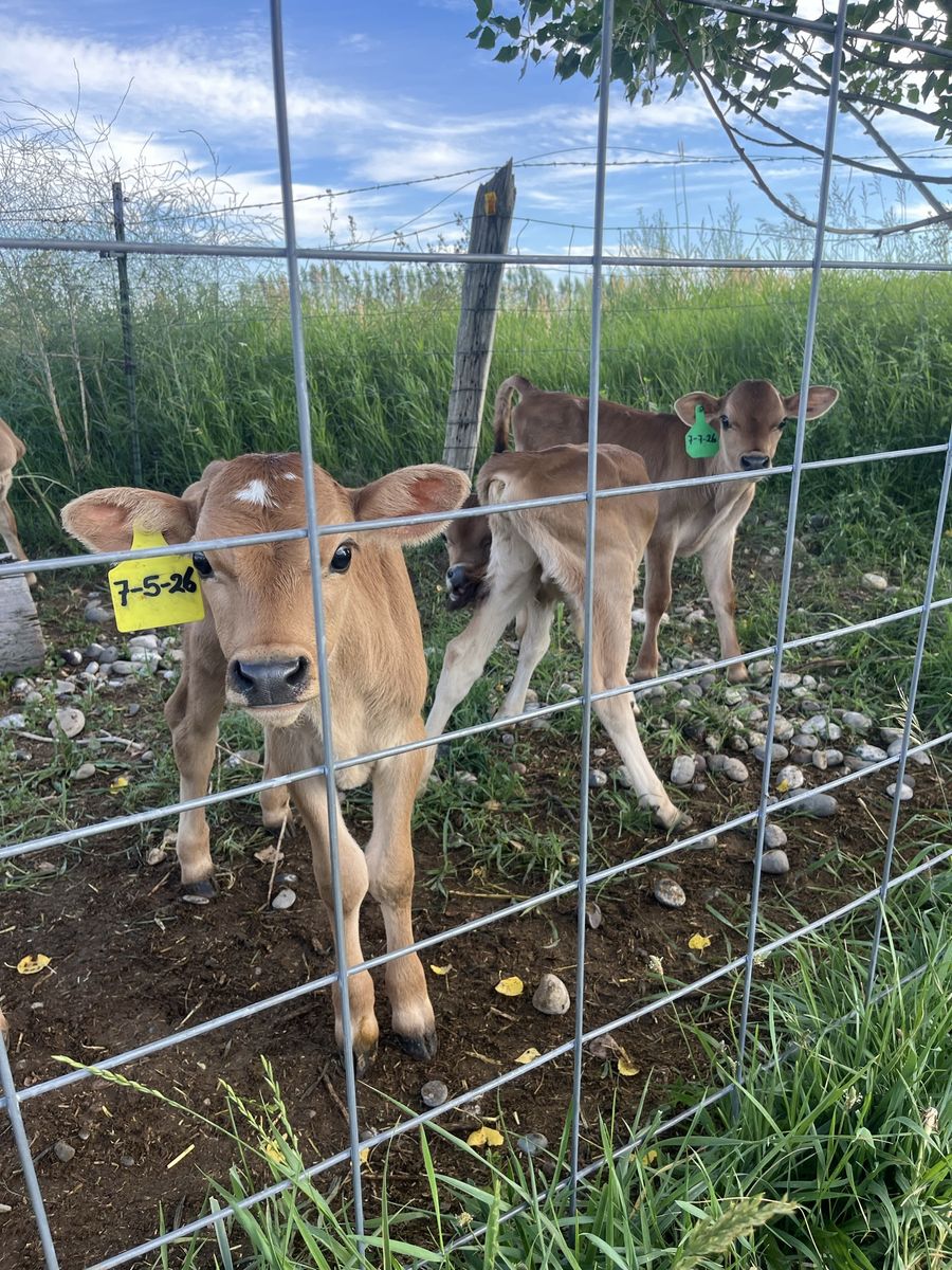 Jersey Bull Calves