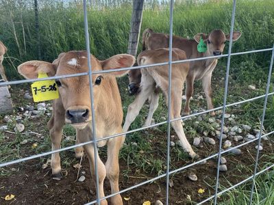 Jersey Bull Calves
