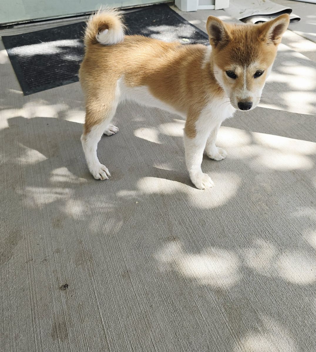 Shiba inu puppy