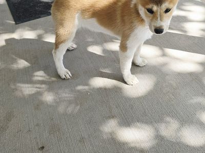 Shiba inu puppy