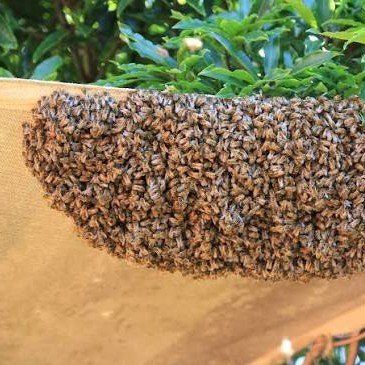 Have you seen honeybees?