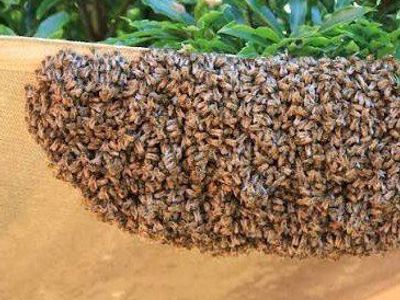 Have you seen honeybees?