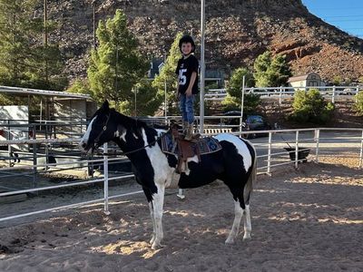 17 Year Old Broke Paint Gelding