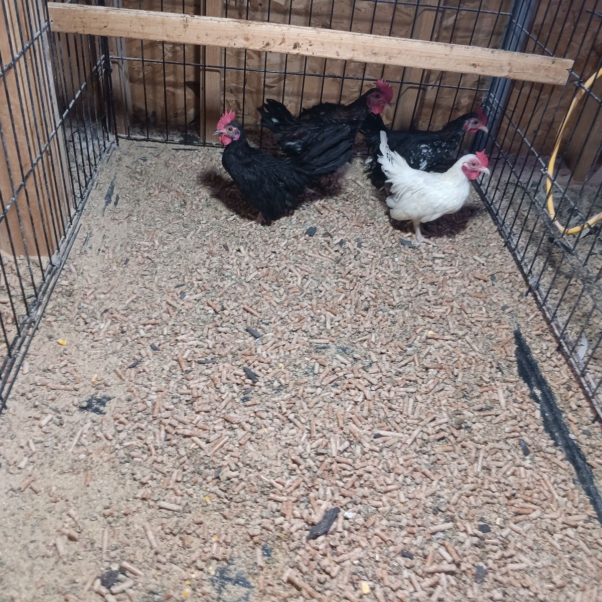 Awesome young azteca rooster  and mini phoenix.