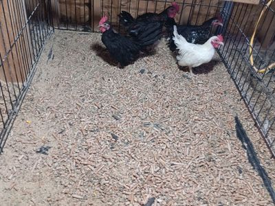 Awesome young azteca rooster and mini phoenix.