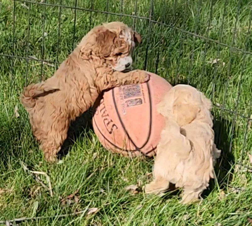 Mini Labradoodles