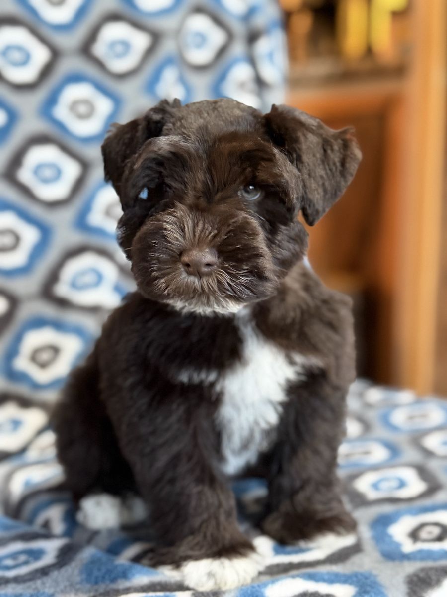 Trained male AKC registered mini Schnauzer