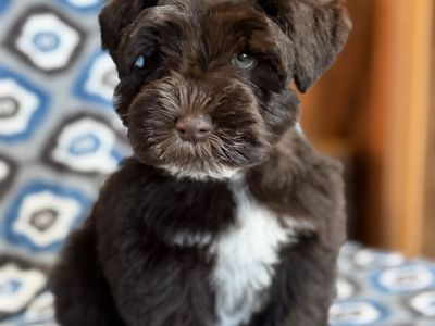 Trained male AKC registered mini Schnauzer