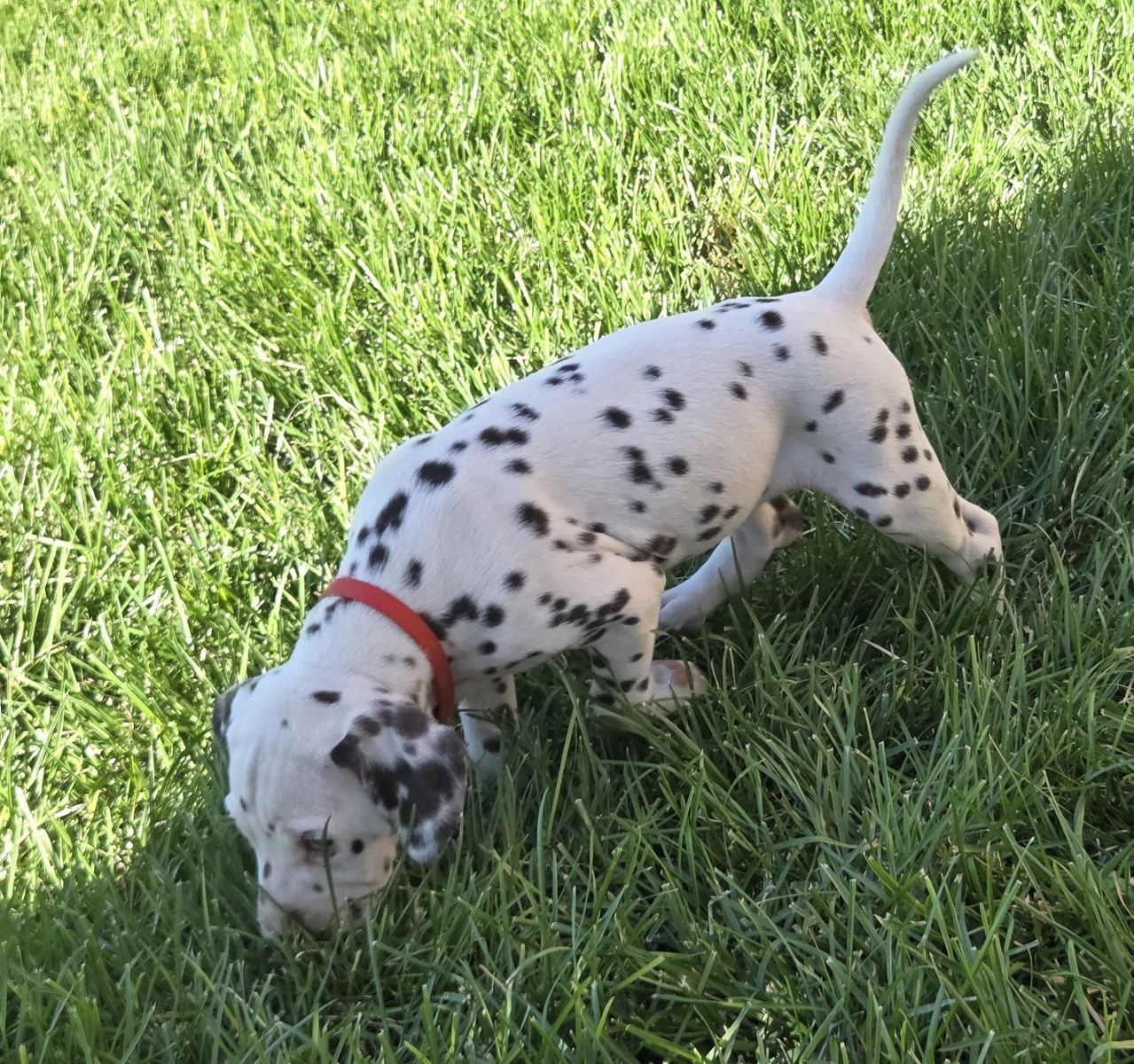 Adorable Dalmatian Puppy - Male, White with Black Spots, AKC