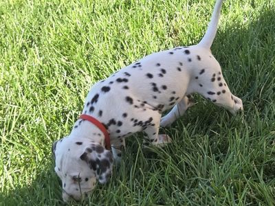Adorable Dalmatian Puppy - Male, White with Black Spots, AKC