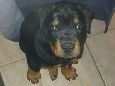 Male puppy rottweiler