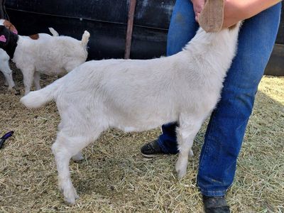Boer Wether