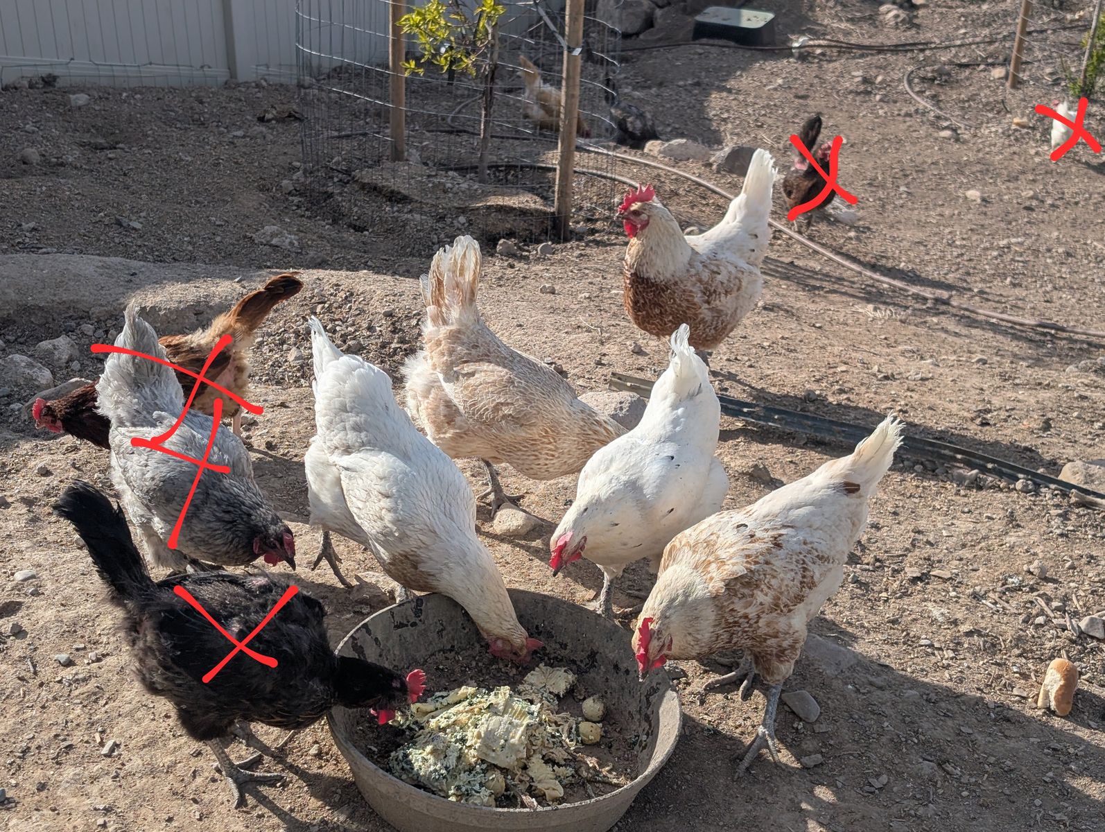 5 Chickens/Hens Available ($5 each or $20 for all)