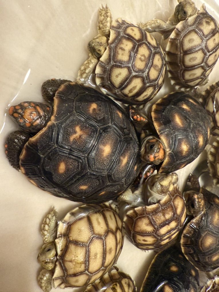 Red Foot Tortoises
