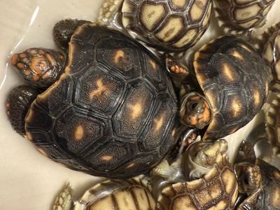 Red Foot Tortoises