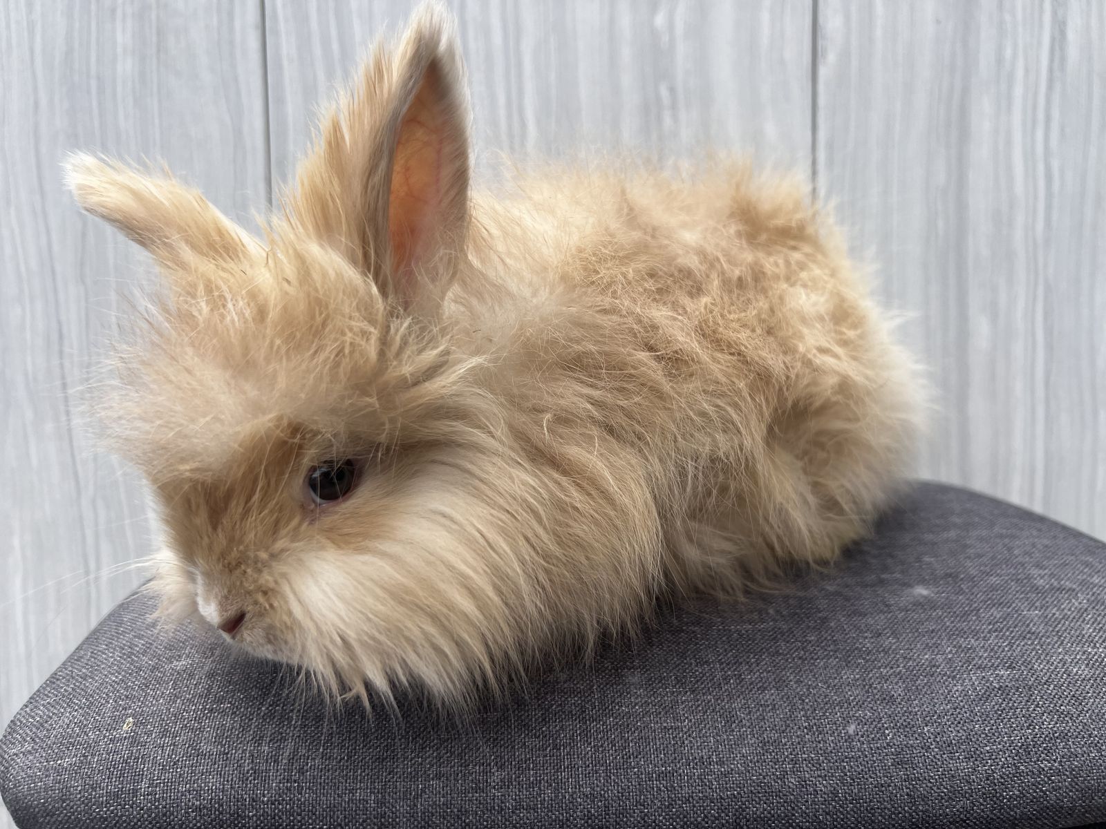Harlequinized fawn doe English angora