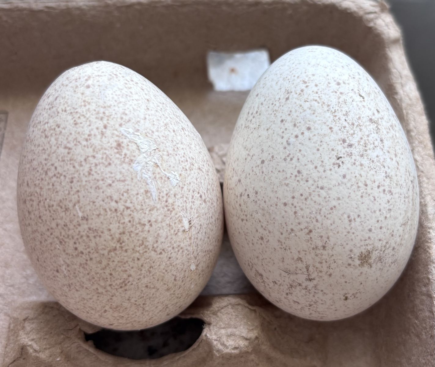 Turkey & Duck Eggs