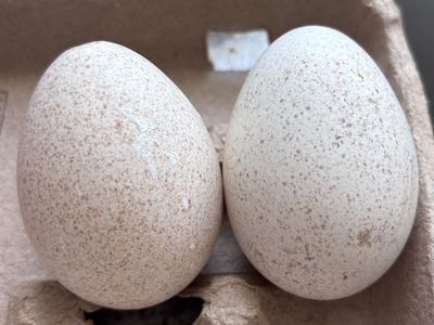 Turkey & Duck Eggs