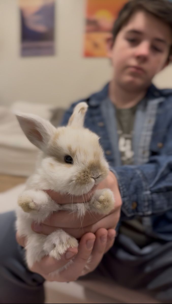 Baby Buck Bunny - Holland Lop Rex Mix