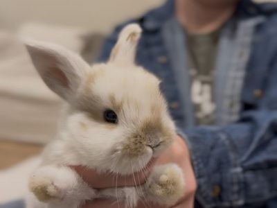 Baby Buck Bunny - Holland Lop Rex Mix