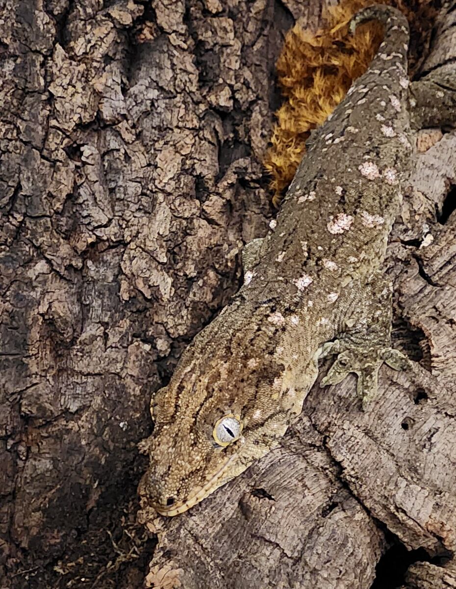 GT Female Leachianus 2yo OBO