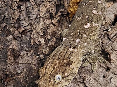 GT Female Leachianus 2yo OBO