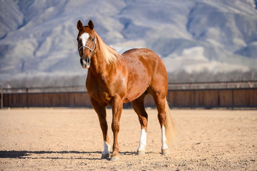 Fancy Family Switchender Gelding Sells Tomorrow