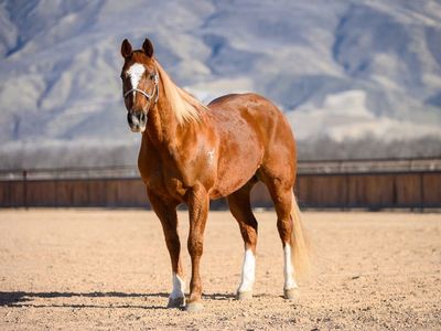 Fancy Family Switchender Gelding Sells Tomorrow