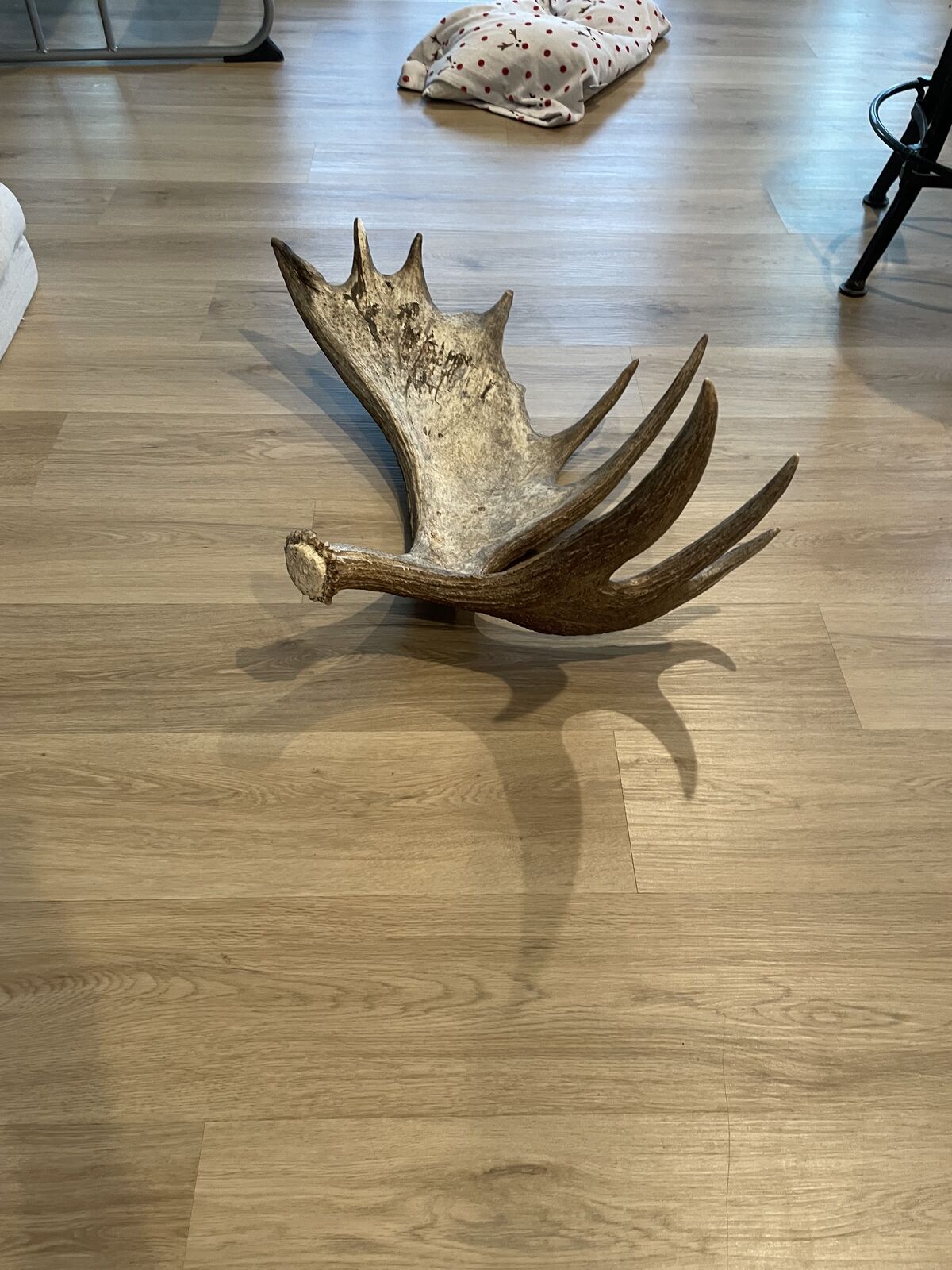Large brown moose paddle