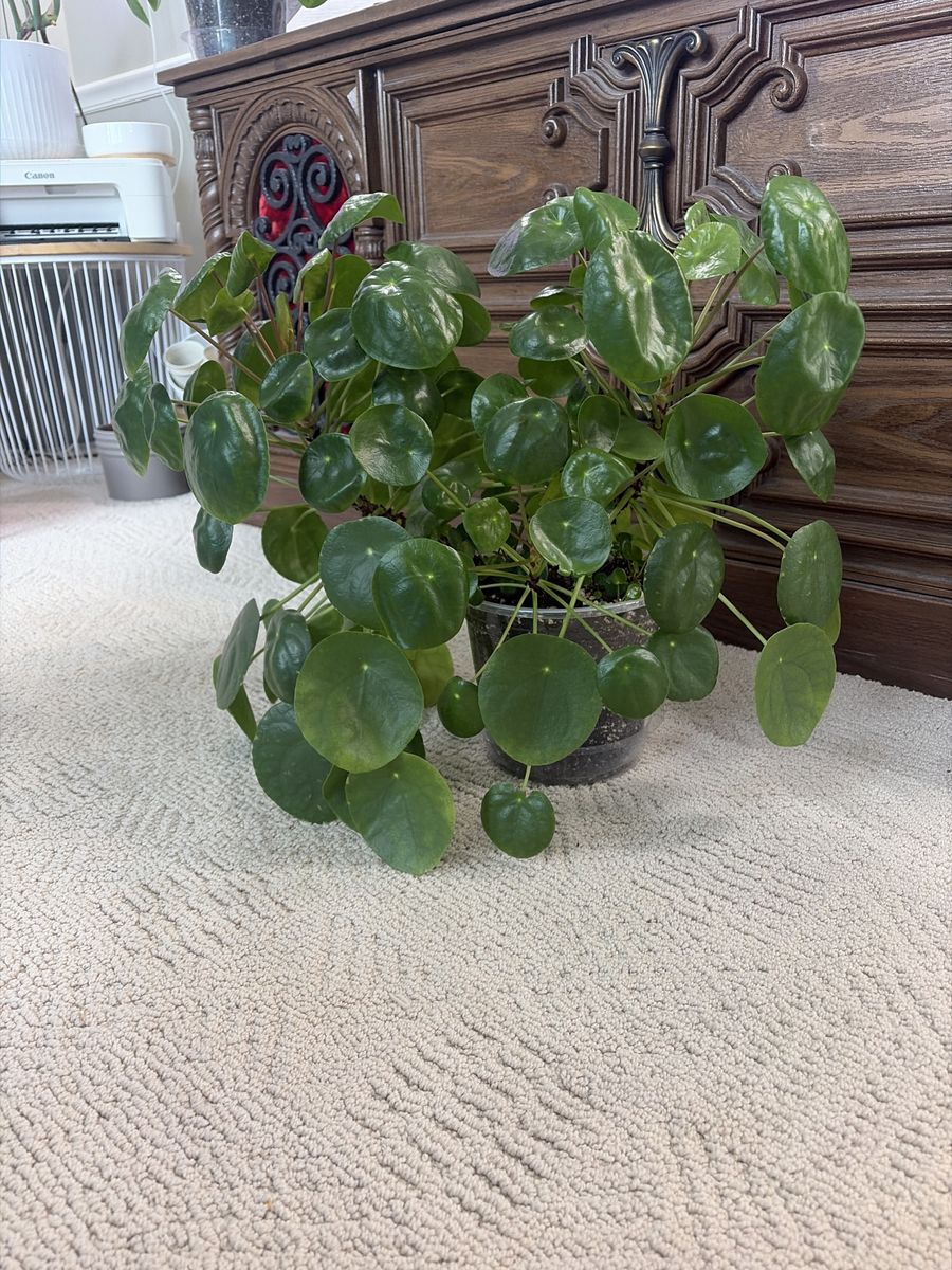 Chinese Money plants