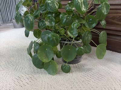 Chinese Money plants