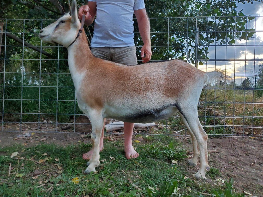 Registered Alpine Dairy Goats