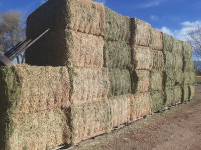 3rd Crop Alfalfa Hay