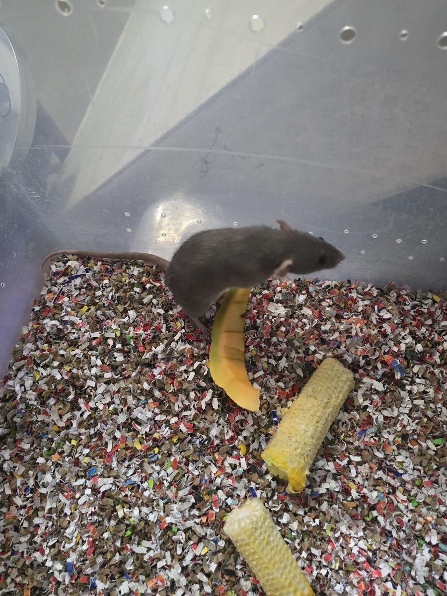 Female rat
