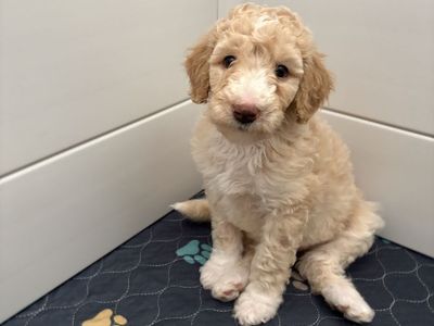 Sheepadoodle Puppies