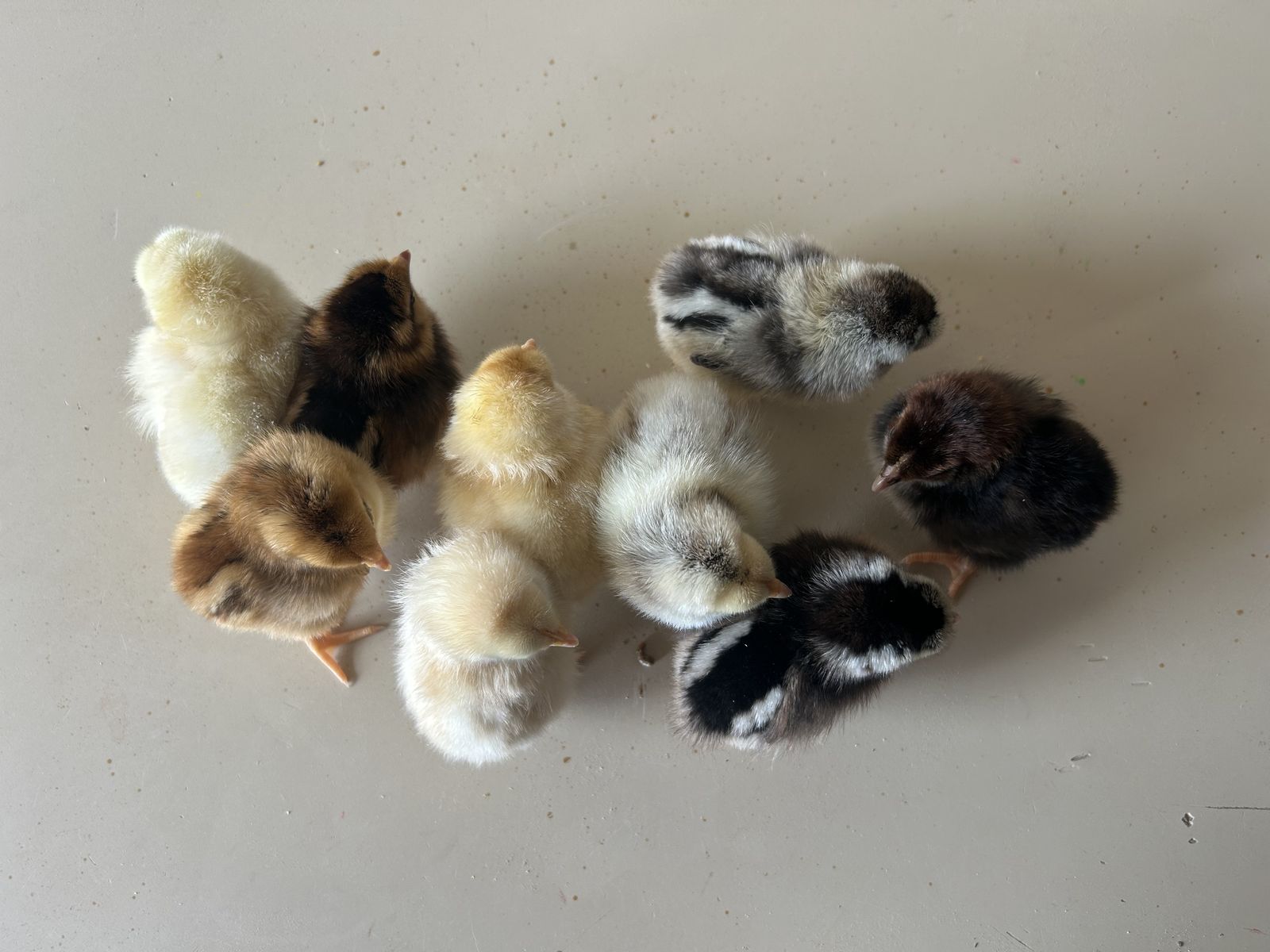 Baby Chicks, Barnyard Mix